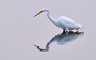 01 Great White Egret (Ardea alba)